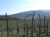 vigneti_piacentini_2009_44.JPG