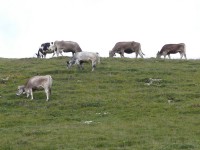 gavia-stelvio-2009_37.JPG