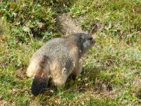 colle_del_nivolet_25.JPG