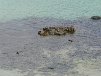 nord-kapp-11_063.JPG
